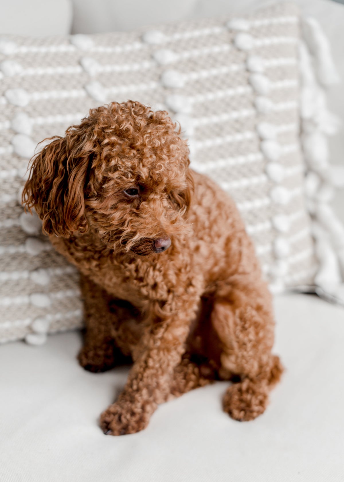 The Pampered Paw Pet Collection