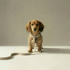 Tweed Leash