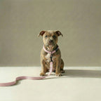 Tweed Leash